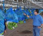 <i>Fotografía del 4 de marzo de 2026 de un hombre observando una producción de bananos en la plantación de la transnacional Chiquita, en Changuinola (Panamá). La transnacional Chiquita produce ahora pequeñas cantidades de banano en Panamá con el fin de probar el comportamiento de la fruta y sus plantas empacadoras en el marco del proceso de reactivación de su operación en el país centroamericano. EFE/ Marcelino Rosario</i>