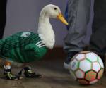 El pato Merlín posa con un balón de fútbol en Ciudad de México (México). EFE/Mario Guzmán