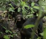 <i>Machos del grupo occidental de los chimpancés de Ngogo durante un ataque en 2019. Crédito: Aaron Sandel/Universidad de Texas</i>