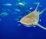 El Corredor Marino del Pacífico Este Tropical es una iniciativa regional de conservación que abarca 643.000 kilómetros cuadrados de áreas protegidas de Colombia, Costa Rica, Ecuador y Panamá. FOTO REFERENCIA