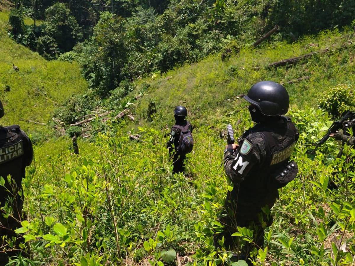 Honduras detectó casi 2 millones de plantas de coca en primer trimestre de 2023