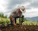 <i>Guatemala prepara medidas para reforzar el almacenamiento y la conservación de alimentos de cara a 2027. andresr / Getty Images</i>