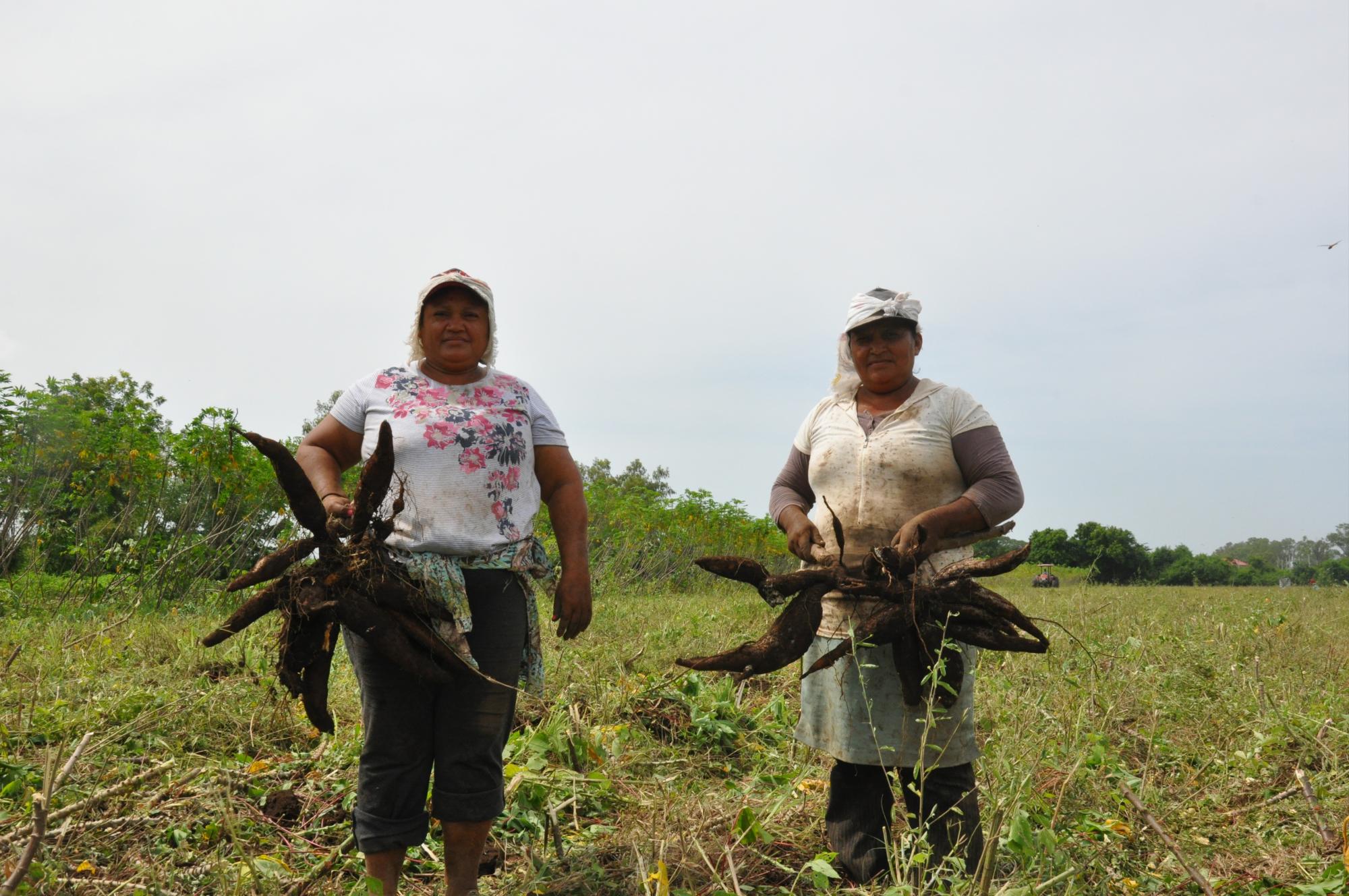 Alcasa, productora y exportadora de almidón de yuca desde Panamá hasta Canadá