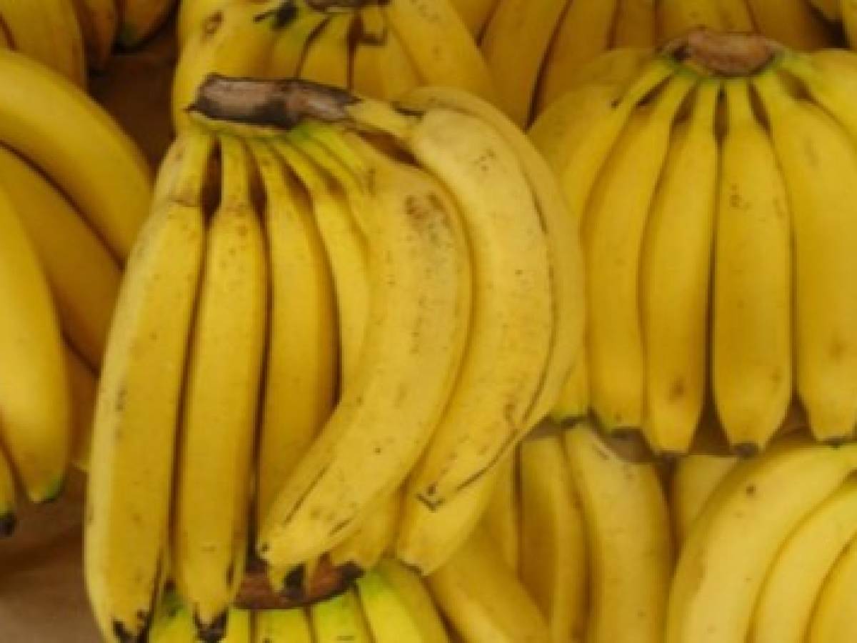 Ente regional advierte de plaga en banano y pide prevenir propagación