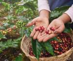 <i>En los últimos seis meses, la producción de este grano alcanzó los 5,58 millones de sacos, mientras que en el mismo periodo del año pasado fue de 6,21 millones de bolsas, una disminución del 10%. Foto de iStock</i>