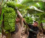 <i>Las actividades que más empleo generan son el comercio, la agricultura, la construcción, el transporte y la industria manufacturera. Foto de iStock</i>