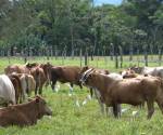 <i>La producción de carne bovina de Nicaragua alcanzaría 433.9 millones de libras, con un crecimiento de 4,2 %. Foto de iStock</i>