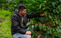 <i>Durante 2025, Nestlé Centroamérica acompañó a más de 100,000 familias cafetaleras mediante actividades de formación en temas agrícolas, económicos y sociales en 15 países. Foto de cortesía</i>