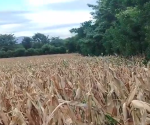 <i>Cerca de 6,9 millones de quintales de maíz, frijol y sorgo o el 100 % de la siembra de agosto y septiembre, estarían en riesgo en El Salvador. Foto de cortesía</i>