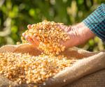 <i>El precio de los cereales cayó un 3,5 % con respecto a mayo, debido a la caída de los precios internacionales del maíz y el trigo. Foto de iStock</i>