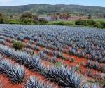 <i>Al primer semestre de 2026, el consumo de agave creció 3 %, la producción de tequila disminuyó 1,7 % y las exportaciones incrementaron 3 %, principalmente a Estados Unidos. Foto de iStock</i>