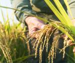 <i>El arroz continúa siendo el principal producto de la dieta de los panameños y una de las fuentes más importantes de carbohidratos en el país, por lo que mantener un suministro estable es considerado una prioridad. Foto de iStock</i>