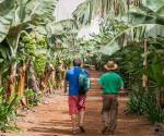 Han pasado 24 días de abandono total de las fincas lo que ha provocado pérdidas que superarán, al menos, los US$75 millones y daños irreversibles en la producción. Foto de iStock