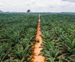 <i>El informe subraya como ejemplos de vulnerabilidad ante las eventuales nuevas restricciones la piña y el banano de Costa Rica; el café y el aceite de palma de Honduras, y el banano, el cacao y el mango de la República Dominicana. Foto de Anks Rachman / Getty Images</i>