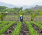 <i>El crédito empresarial aumentó L32,434.3 millones (aproximadamente US$1,206.4 millones) durante el período, consolidándose como el principal motor del crecimiento del financiamiento privado. Foto de iStock</i>