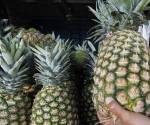 <i>La piña es uno de los principales productos de exportación de Costa Rica. En 2025 las exportaciones de esta fruta ascendieron a US$1.346 millones. Foto de cortesía</i>