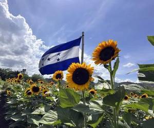 <i>En la finca del Paseo de los Girasoles se programa la siembra de modo que gradualmente haya floración todo el año. Cada 15 de septiembre, una bandera de Honduras flamea en el mar de girasoles. (Foto: EFE</i>)