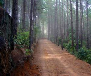 Bosques de Chalatenango. (Fuente: Archivo)