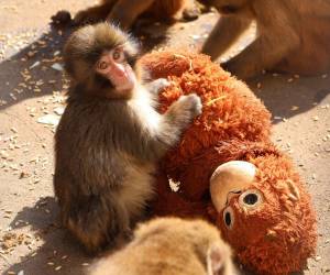<i>Un pequeño macaco japonés abandonado al nacer en el zoológico de la ciudad de Ichikawa, y que desde entonces no se separa de un peluche que se ha convertido en una madre improvisada, ha conquistado la atención del público en Japón y de las redes sociales. EFE/ Zoológico De La Ciudad Japonesa De Ichikawa </i>