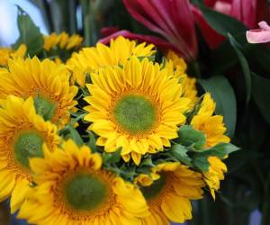 <i>AGEXPORT desarrollará el Congreso de Plantas Ornamentales, Follajes y Flores 2025, organizado por la Comisión de Plantas Ornamentales, Follajes y Flores de la asociación. FOTO CORTESÍA / E&amp;N</i>