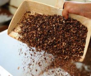 La demanda de cacao de los países emergentes aumenta sensiblemente, en particular en China. (Foto: AFP)