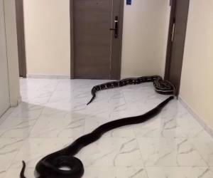 Se viraliza video de dos serpientes rondando por pasillos de un edificio en Bangkok