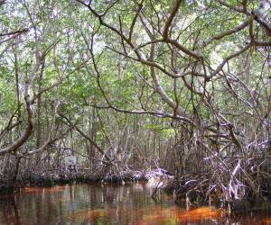 <i>Nicaragua posee una superficie de 102.000 hectáreas de manglares ubicadas en las costas del Pacífico y el Caribe, ecosistemas vitales para la protección frente a huracanes, la mitigación del cambio climático y la subsistencia de comunidades costeras. Foto de cortesía</i>