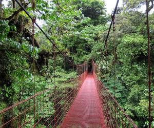 Calentamiento global amenaza proceso de fotosíntesis de los bosques tropicales