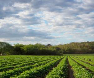 Grupo Agrolíbano opera principalmente en San Lorenzo, Valle, Honduras, donde produce melón, camarón, productos ormanetales y utensilios de madera.