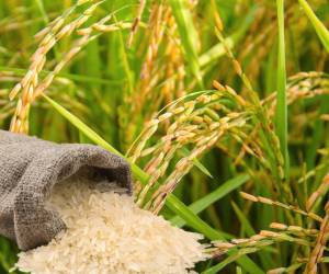 <i>A los productores se les pagará 545 lempiras por el quintal de arroz granza. FOTO E&amp;N</i>