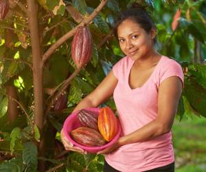 Cultivo de cacao bajo riesgo por cambio climático