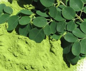 La moringa es ideal para la protección del hígado y la regulación del azúcar en la sangre.