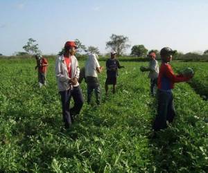 A Panamá se le olvidó el tema de la asistencia técnica y preparación de los productores. (Foto: fao.org).