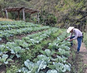 <i>De acuerdo con el censo, en Honduras se utilizan 2.748.054 hectáreas para actividades agropecuarias, de las cuales el 88,9 % corresponde a tierras propias. Foto de cortesía</i>