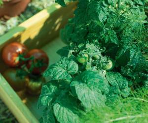 Jardines comestibles y funcionales ganan terreno en los hogares costarricenses