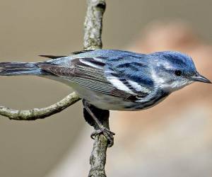 <i>El territorio centroamericano es uno de los espacios más privilegiados del continente para la observación de aves, con una alta concentración de especies en un territorio compacto y diverso. Foto de cortesía</i>
