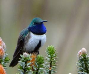 El ornitólogo Francisco Sornoza no se equivocaba, su intuición y experiencia lo guiaron hace un año por el camino cierto. Al frente tenía un descubrimiento alado: una nueva especie de colibrí de brillantes plumas que desafía el viento helado de los páramos de Ecuador.