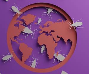 La enfermedad de Chagas es ya endémica en EEUU y se expande a 32 estados