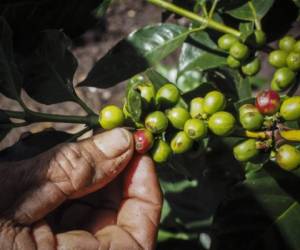 'El mercado del café se verá lastrado por una gran incertidumbre sobre la cosecha brasileña en 2015, lo que debería contribuir a sostener los precios del Árabica aunque también del Robusta', recuerdan los analistas del Commerzbank. (Foto: AFP).