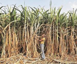 Tras el trigo, India ahora también restringe las exportaciones de azúcar