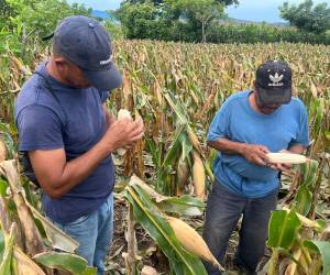 <i>La CEPAL advirtió sobre severas repercusiones económicas, sociales y en diversos sectores productivos ante la inminencia de un episodio de alta intensidad. Foto de cortesía</i>