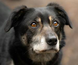 Consejos para mantener saludable y feliz a su perro senior