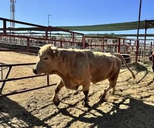 Fotografía de archivo de ganado vacuno siendo trasladado para ser desinfectado en un rancho en Hermosillo (México). EFE/Daniel Sánchez