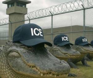 <i> Fotografía publicada por el Departamento de Seguridad Nacional (DHS) de Estados Unidos en su cuenta oficial en la red social X de caimanes con gorras del Servicio de Inmigración y Control de Aduanas (ICE) frente a un centro de detención.</i>