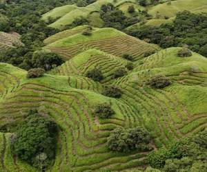 <i>La llamada iniciativa 'Spider Monkey School' la puso en marcha la Fundación Pro Eco Azuero en 2010 para integrar temas como la regeneración de bosques, la conservación de especies y el cambio climático, todo ello mediante un aprendizaje práctico y por experiencias. FOTO PRO ECO AZUERO REDES</i>