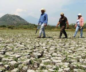La sequía amenaza cosechas, precios de alimentos y seguridad alimentaria. (Foto:Archivo)
