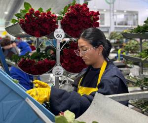 <i>La temporada de San Valentín representa el 30 % anual de las ventas de flores de las fincas en Ecuador, donde el sector florícola emplea a 120.000 personas. Foto de cortesía</i>