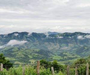 Buscan impulsar conservación y uso sostenible de bosques secundarios en Costa Rica