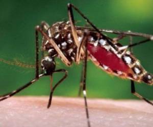 El virus del chikunguña llegó ya al corazón de Suramérica después de haberse extendido desde el Caribe a Centroamérica y Norteamérica. (Foto: Archivo).