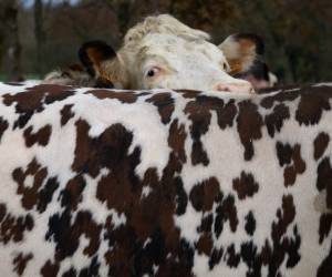 <i>Una vaca en un campo del Grupo Agrícola Común (GAEC) Foucault, en Briouze, el 24 de noviembre de 2023.FOTO LOU BENOIST / AFP</i>